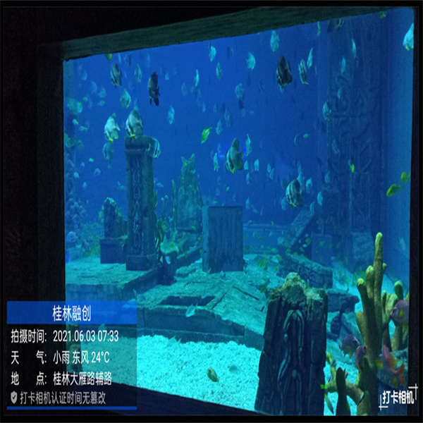 Su Canlılarınız İçin Nihai Gösteri Eşyası