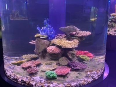 How Acrylic Aquarium Tanks Outperform Glass in Durability