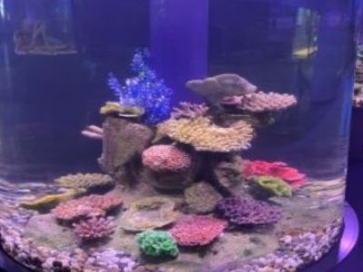 What Makes Cylindrical Acrylic Tanks Ideal for Marine Life?