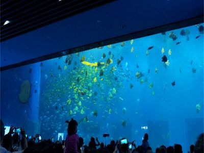 Why Cylinder Fish Tank Acrylic Designs Are Dominating the Market