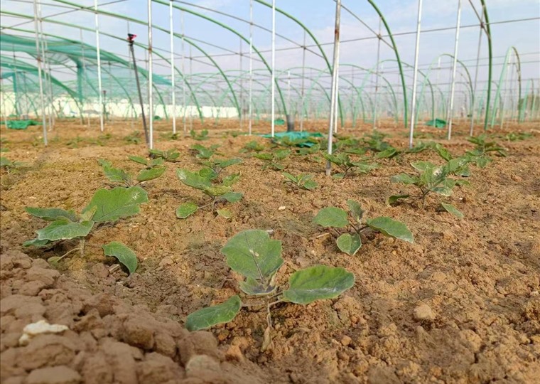 agricultural-14