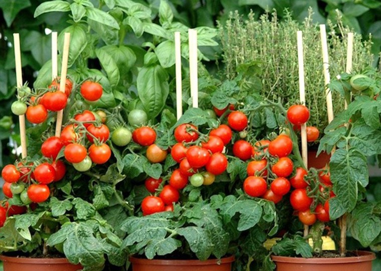 agricultural-2