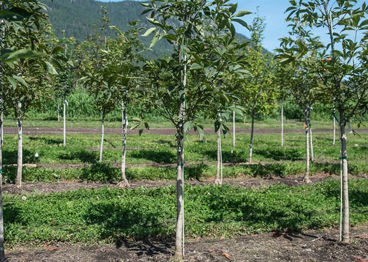 agricultural-4