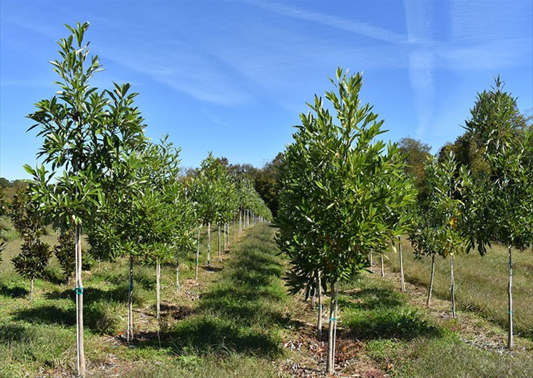 agricultural-5