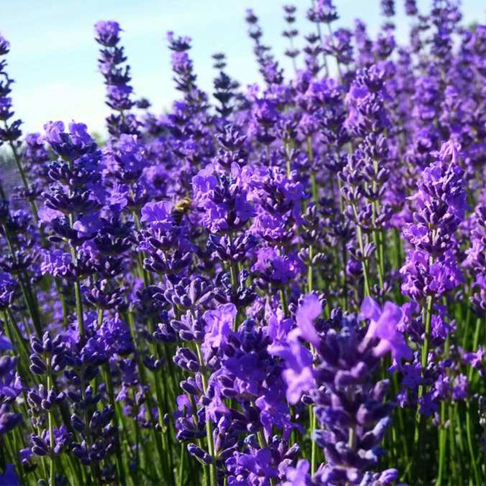 Lavender Essential Oil