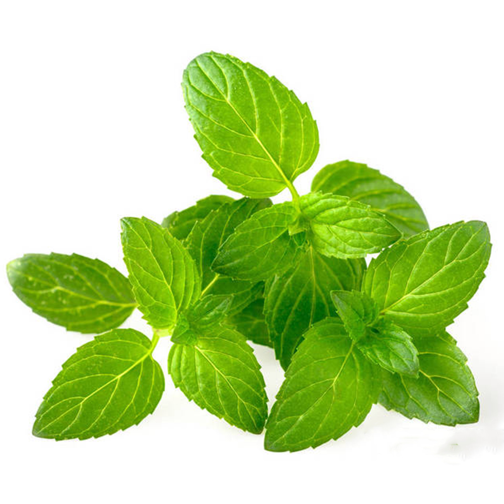 Mint Essential Oil