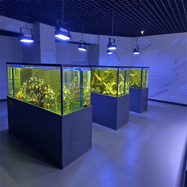 Crea una exposició espectacular amb un tanc de làmina d'acrílic per a peixos