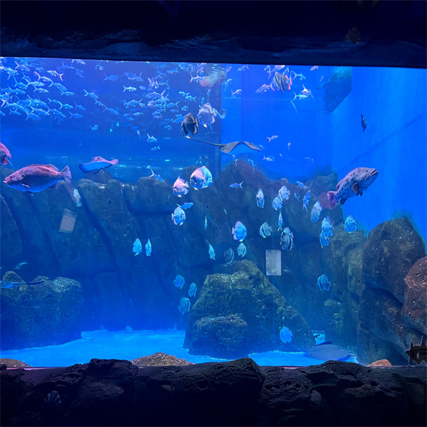 Vælg de rigtige fisk og dekoration til din store cylinderakvarietank