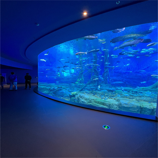 La guida definitiva per installare e mantenere un acquario per pesci di grandi dimensioni