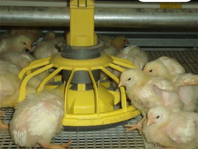 The Impact of Advanced Chicken Farming Equipment on Broiler Production Index