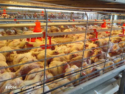 What to Consider When Choosing Broiler Cages for Your Poultry Farm