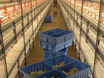 How many workers are needed to manage a broiler farm with advanced automatic broiler battery cage equipment?