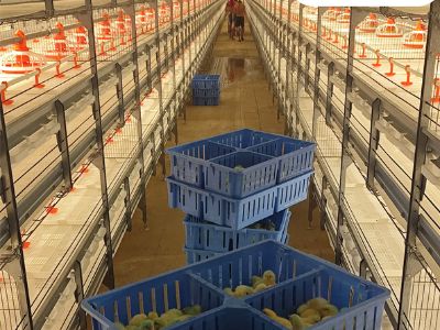 How Battery Cages Are Shaping the Future of Chicken Farming