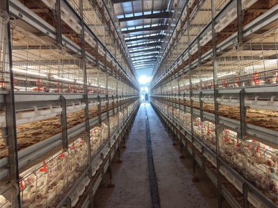 What Makes Broiler Chicken Farming Equipment Essential for Modern Farms?