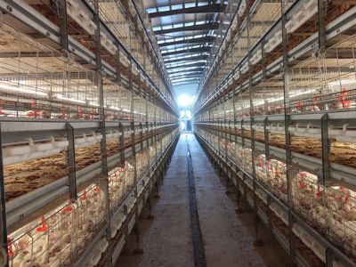 What Are the Key Features of High-Quality Poultry Cages for Sale?