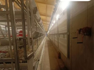 How to choose the broiler equipment?