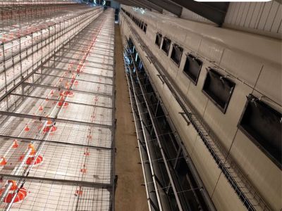Why Efficient Chicken Farming Equipment Is Crucial for the Poultry Industry