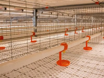 Why advanced poultry farming equipment can control the disease effectively?