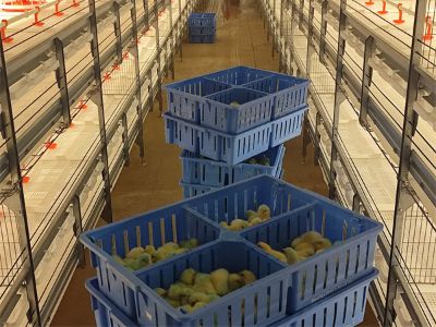The Latest Trends in Poultry Farm Equipment for 2025