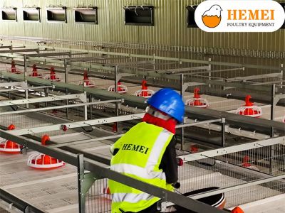 How long does it take to raise broiler to 1.8kg with broiler battery cage equipment?