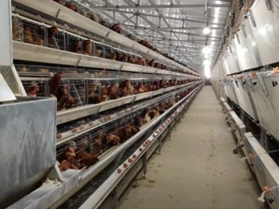 How to manage the manure of broilers raised in broiler cage equipment?