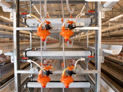 Why broiler cage equipment can improve broiler growth rate?