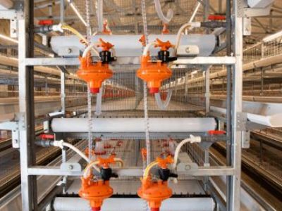 Why proper poultry farming equipment can control the temperature at the ideal temperature for the tunnel ventilation broiler house
