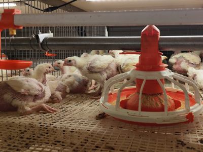 Why Automated Poultry Farm Equipment is Revolutionizing the Industry