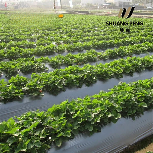 Weed Cover Nasıl Bahçelerin Canlılığını Korur