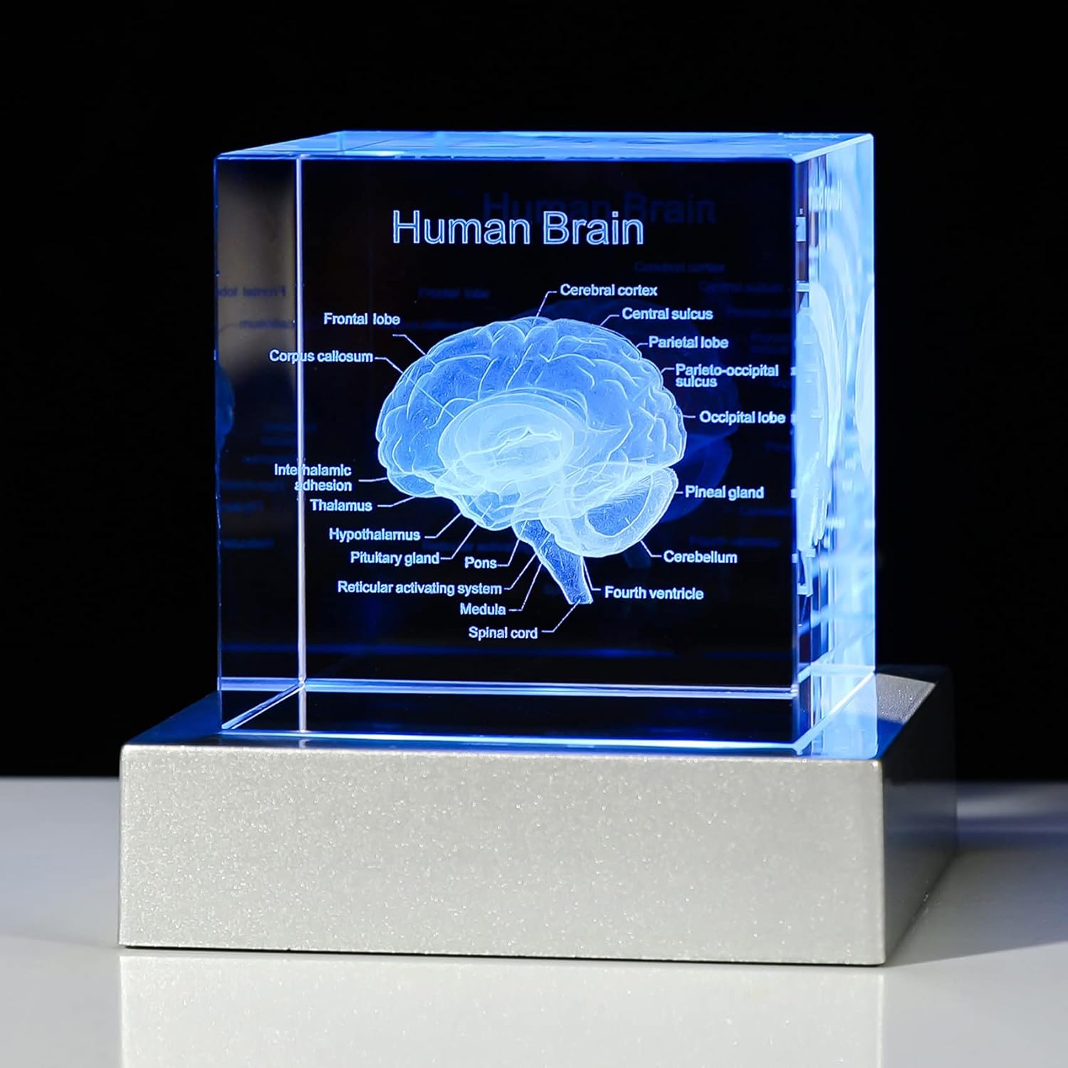 3D laser engraved crystal Human Brain Anatomical Model 3d laser engraving blank crystal glass block cube for Medial Surgeon Gift factory