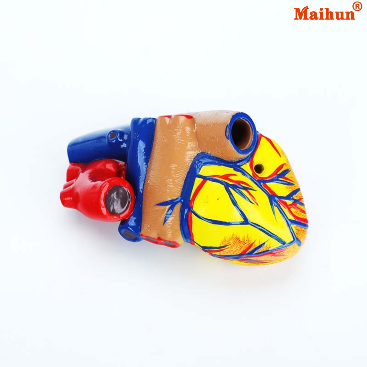 Где купити најбоље медицинске анатомије на мрежи?