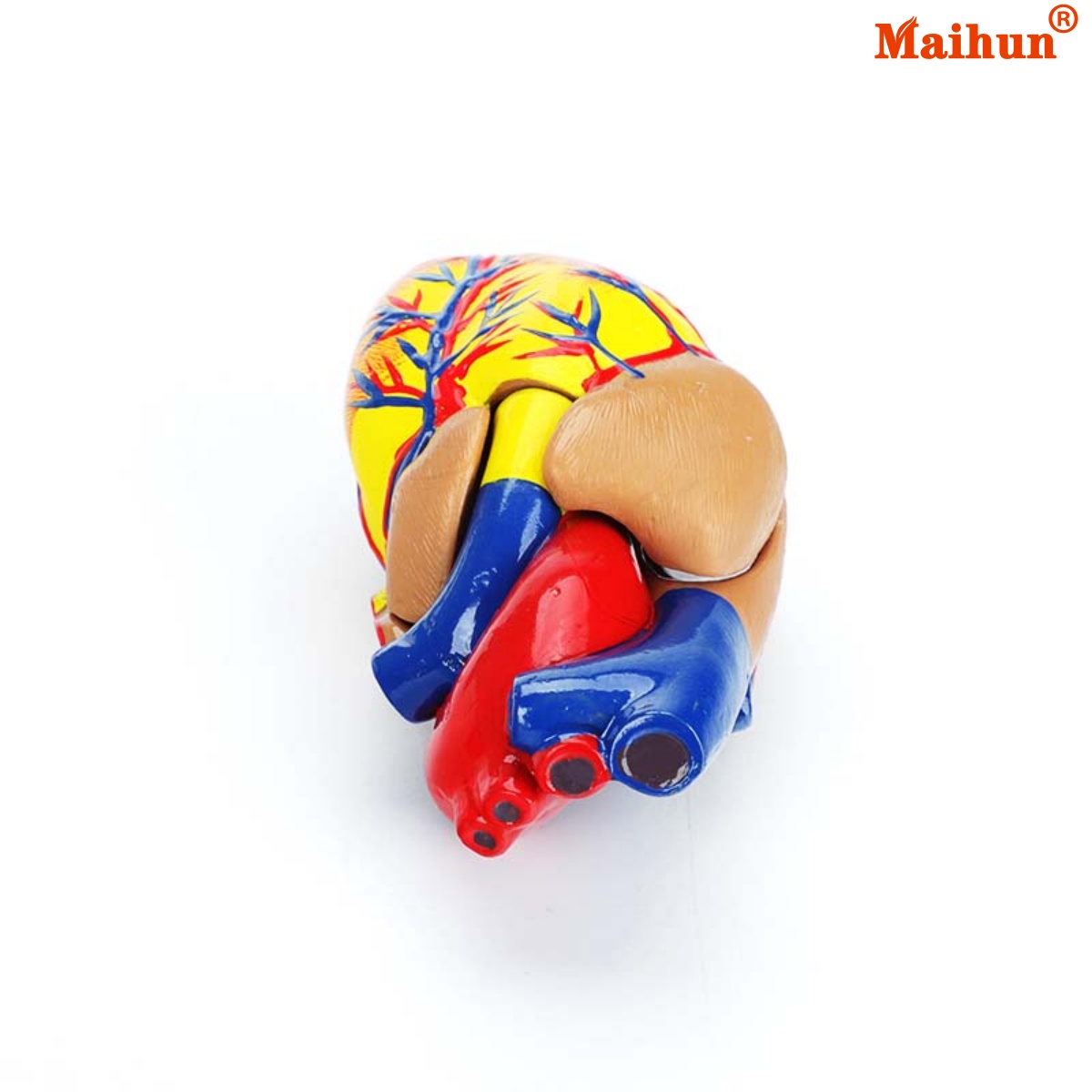 Које карактеристике треба тражити у трајним медицинским анатомијским моделима за дуготрајну употребу?