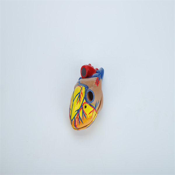 Pandangan lebih dekat pada bilik dan katup model jantung 3D