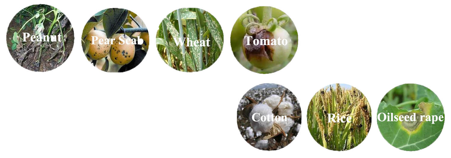 Factory price Benomyl 50% 50 wp benomyl fungicide benomyl carbendazim manufacture