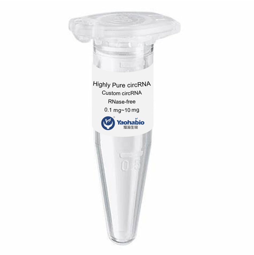 Wysoko Purity Synteza circRNA