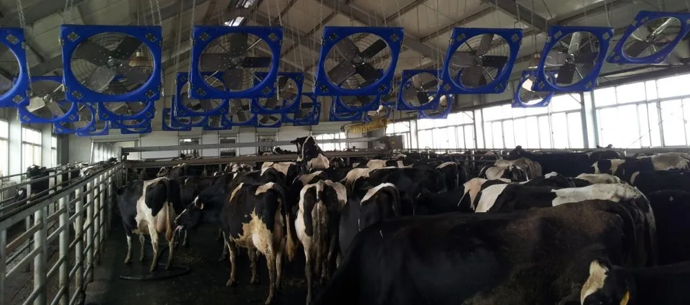 PE Blue poultry farm fan cow house exhaust fan for cooling poultry farm cattle dairy farm exhaust fan factory