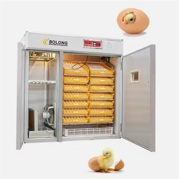 השתלטות על ייצור העופות שלך עם מטילת ביצים