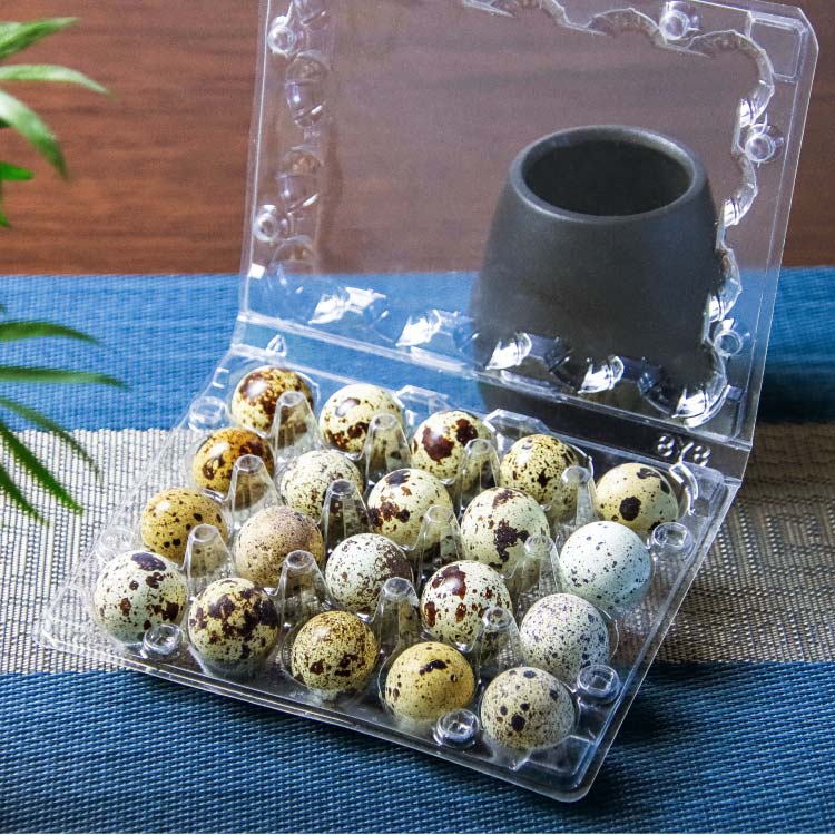 20 Hole Customized Wholesale PET Plastic Quail Egg Tray