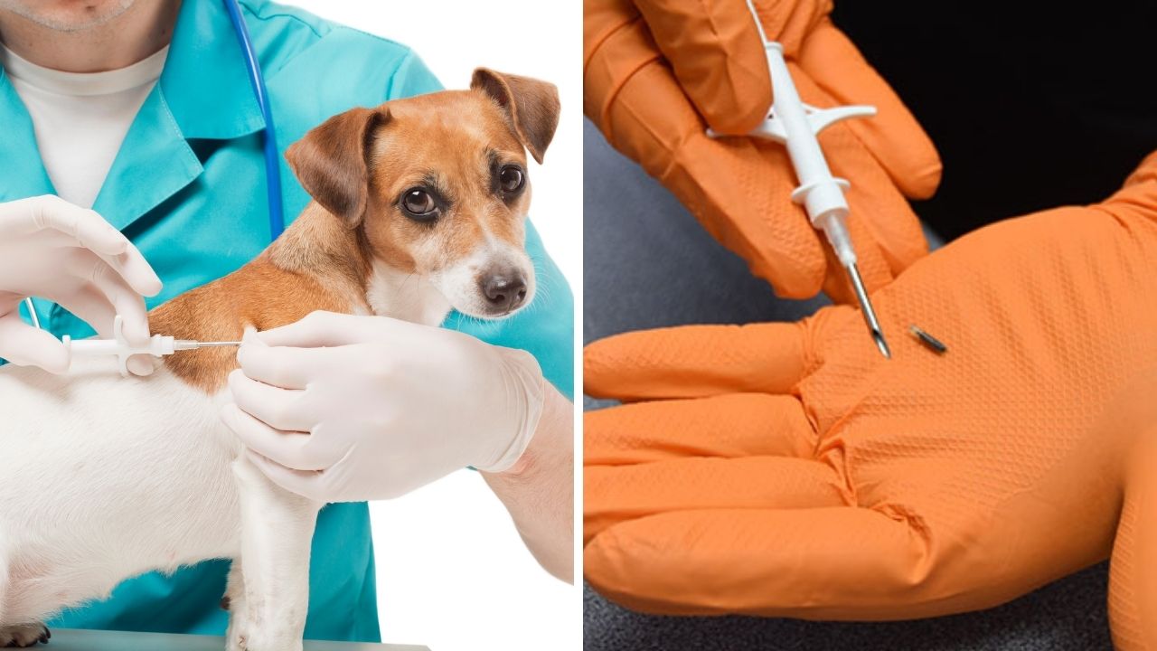RFID transponder EM4305 ISO11784/11785 rfid microchip for animal ID management factory