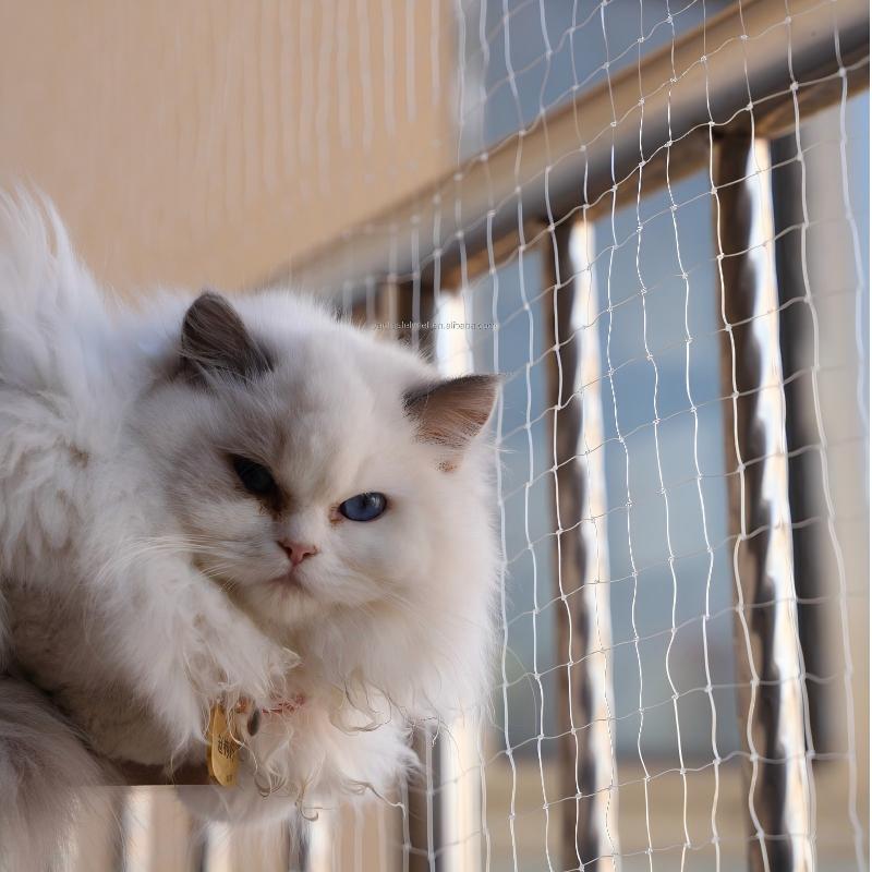 Macska erkély biztonsági háló Testre szabható nylon átlátszó kerítés háló mászóháló macskáknak