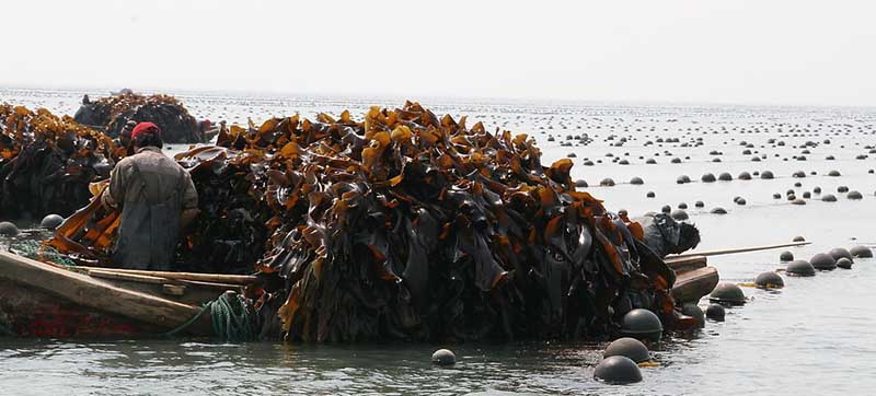 养殖图 详情用02.jpg