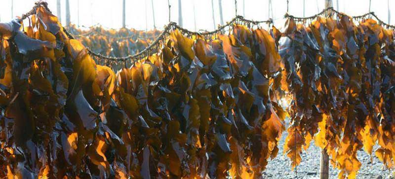 养殖图 详情用03.jpg