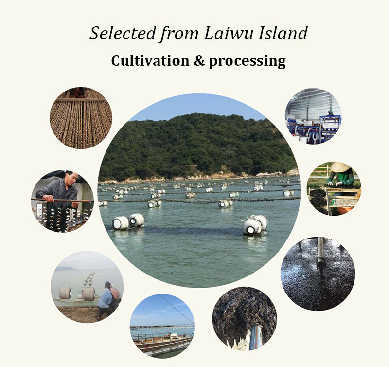 紫菜养殖加工过程 01.jpg