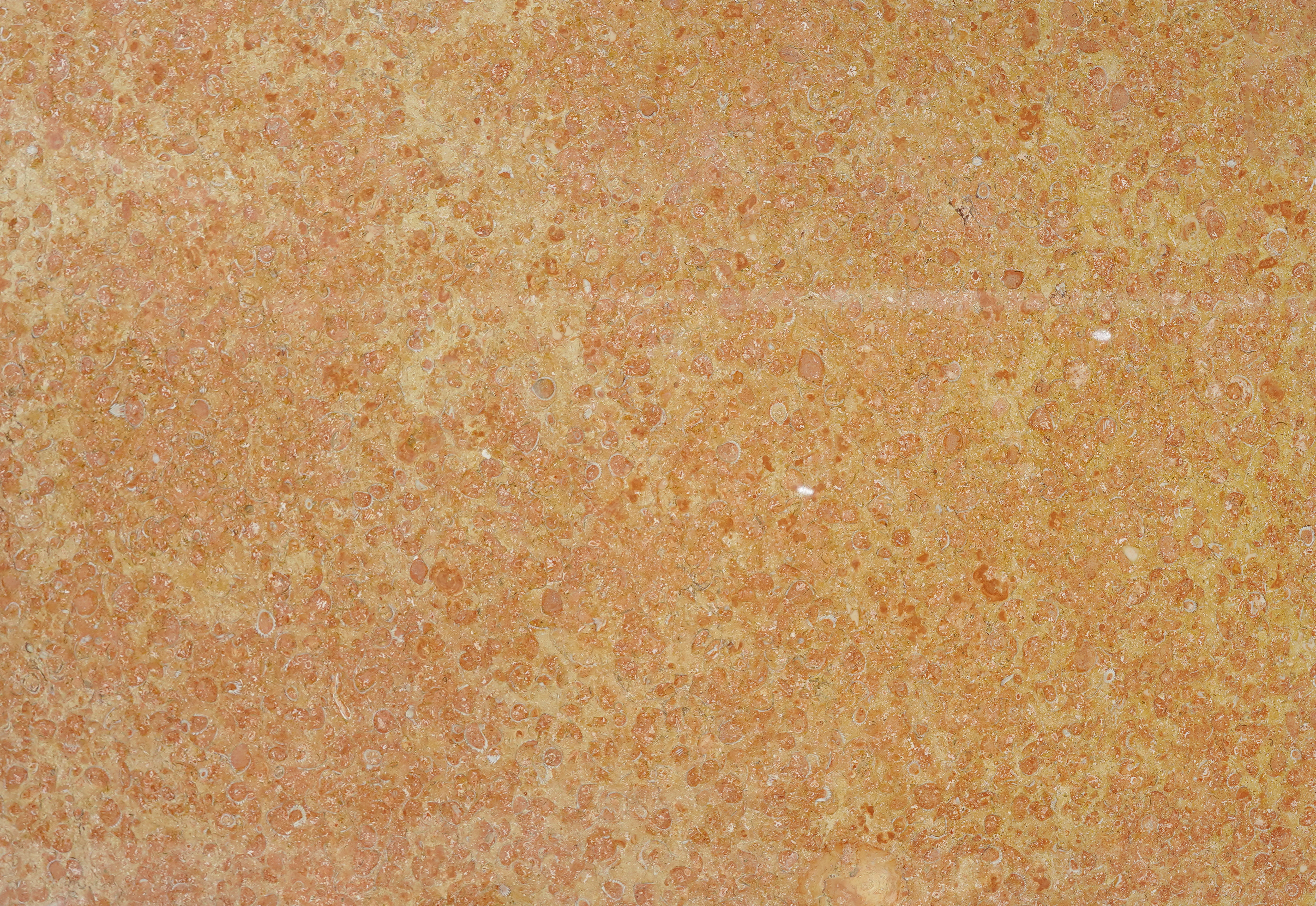 Płytka z naturalnego, unikalnego wapienia Joyful Shell Songs