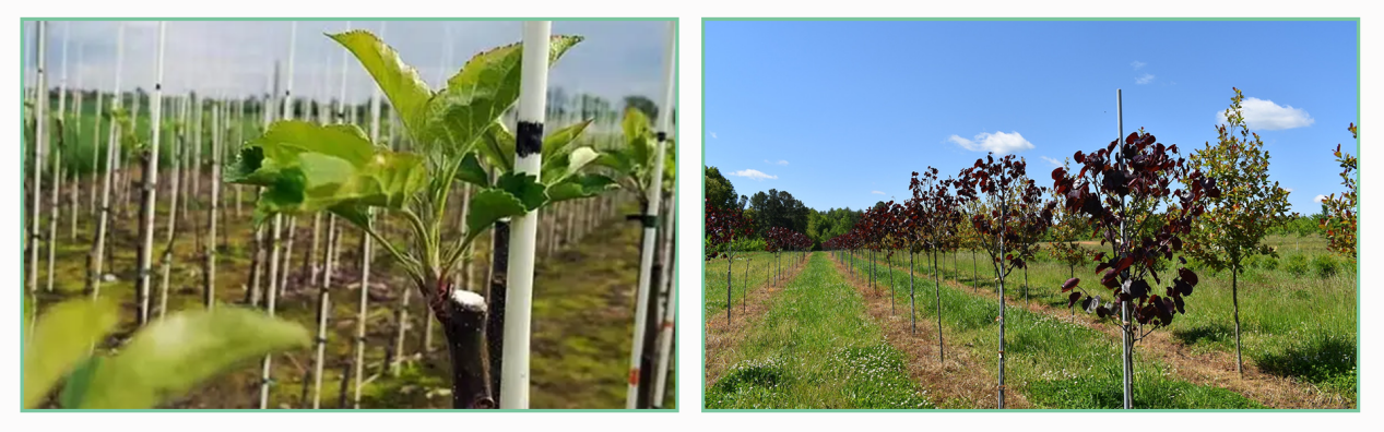 Fiberglass Rods for Gardening: Durable  Supports for Your Plants