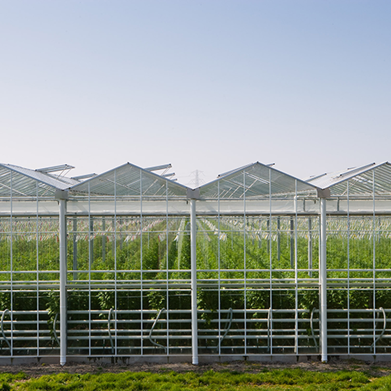 Greenhouse - Venlo