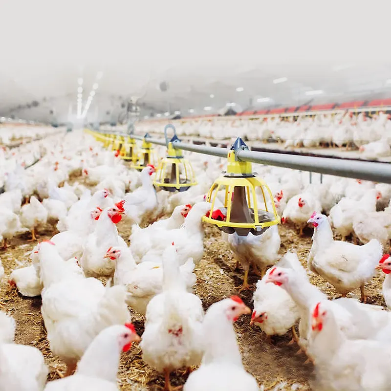 현대 닭 사료 급이 시스템은 어떻게 사료 낭비를 줄이나요?