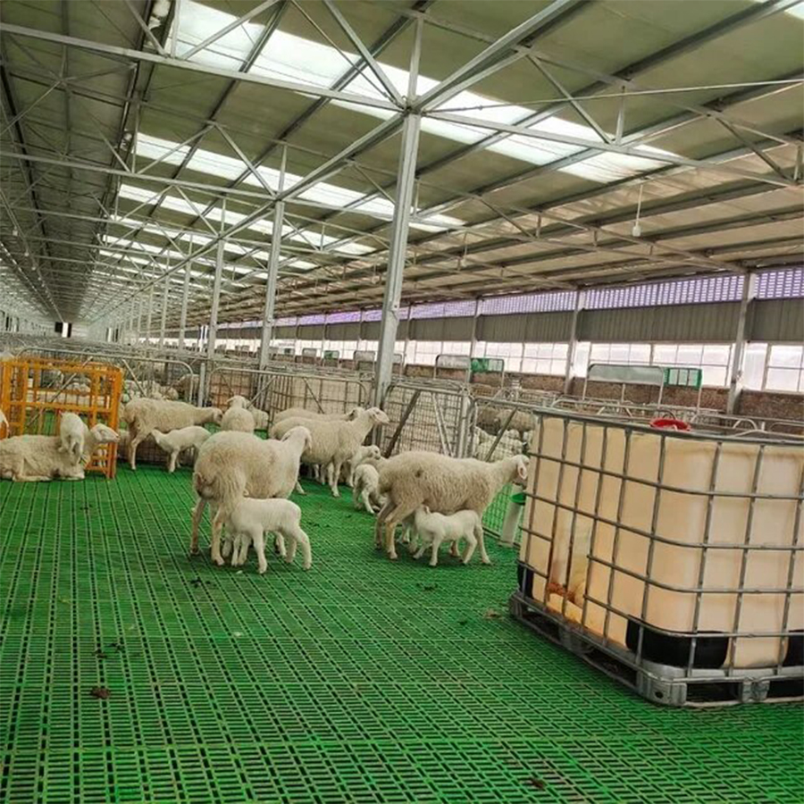 Are Concrete or Plastic Pig Slat Floors Better for Farming