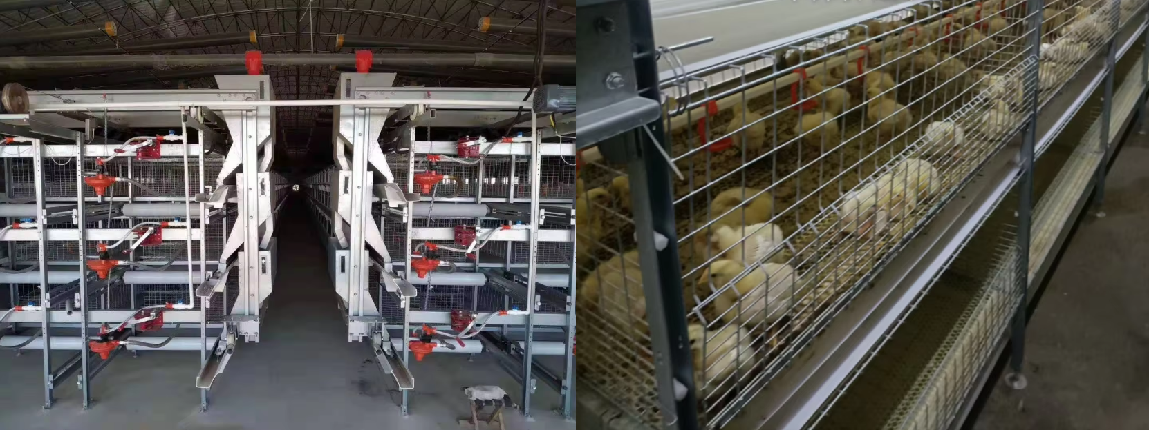 New automatic poultry breeding H-type automatic broiler cage poultry breeding cage system