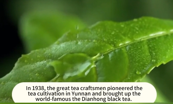 232: The introduction of China Tea Dianhong